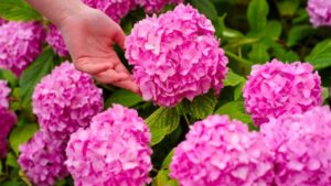 Come fertilizzare le ortensie per avere fiori più grandi