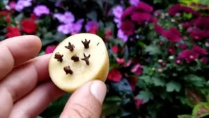 Le tue piante fioriranno come pazze con questo potente fertilizzante fatto in casa