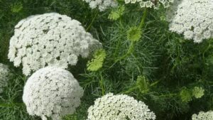 Una valida alleata contro cellulite e adipe localizzato: cos’è l’Ammi Visnaga, la pianta medicinale erbacea della famiglia delle carote