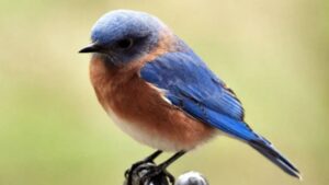 Come attirare gli uccelli azzurri e perché sono ottimi per i giardini!