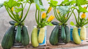 Una guida passo dopo passo per coltivare zucchine in vaso sul tuo patio o terrazzo