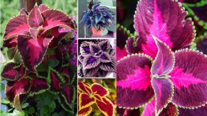 Come far crescere Coleus a casa facilmente in primavera: fantastici in 32 colori