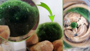 Come prenderti cura del marimo: consigli e trucchi che pochi conoscono