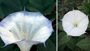 È un fiore spettacolare ma la sua tossicità è elevata: lo chiamano anche tromba del diavolo