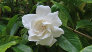 Come riprodurre la gardenia da talee e come avere piante con una marea di fiori