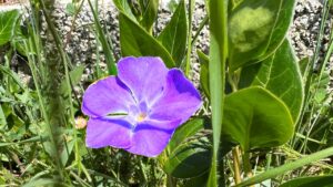 Pervinca maggiore: come coltivare questo delicato e affascinante fiore lilla