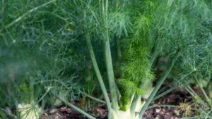 Perché questa pianta fa davvero male al tuo giardino, ma dovresti comunque coltivarla