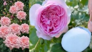 Basterà solo 1 cucchiaio per far fiorire costantemente le rose, i gerani e le ortensie