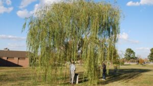 Sapete che questo è uno degli alberi più facili da coltivare ed ha grandi benefici: vi spieghiamo noi a cosa serve