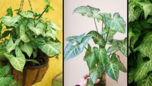 Come coltivare e come riprodurre a casa il Syngonium