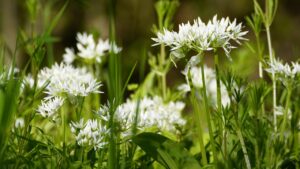 Aglio orsino: tutto quello che c’è da sapere su questa pianta aromatica