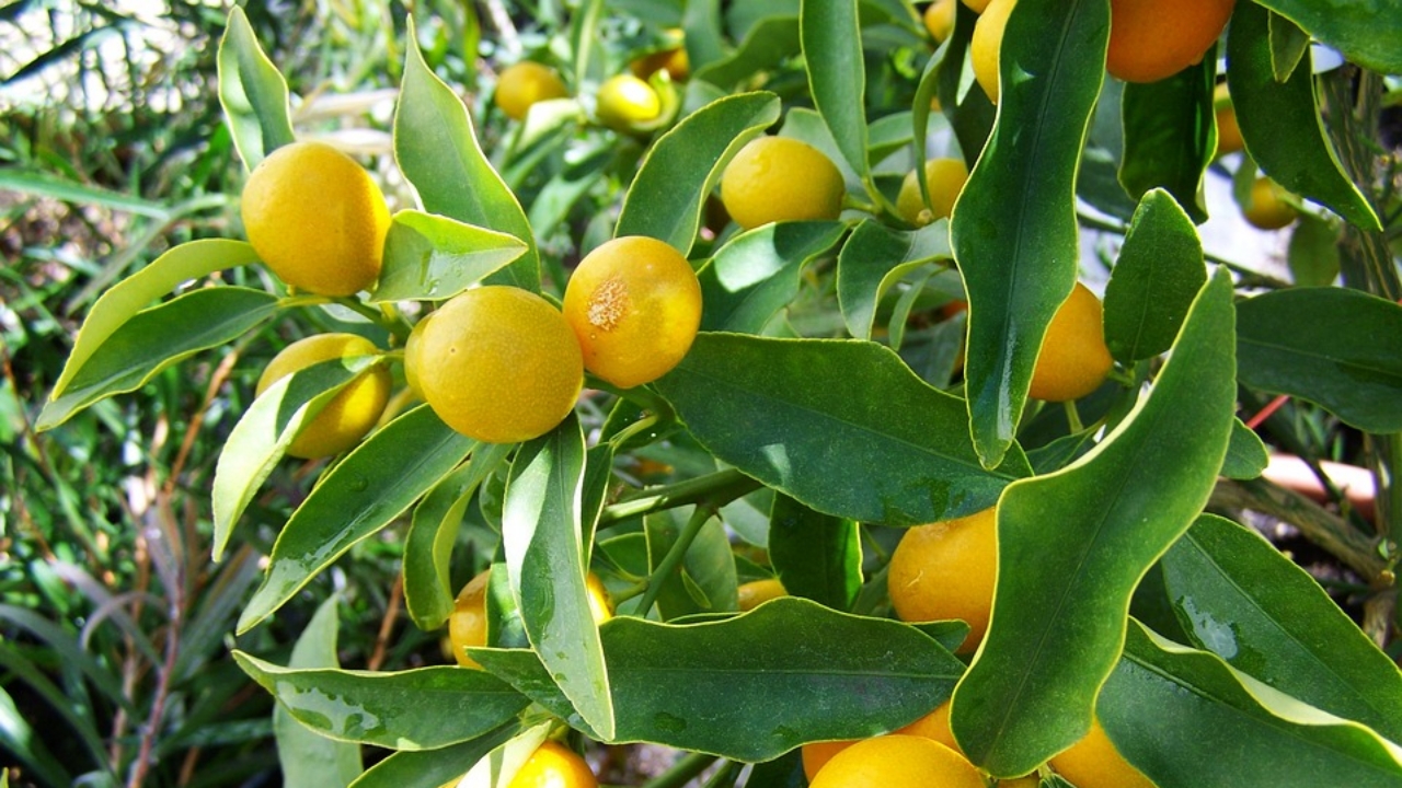 alberi di limone