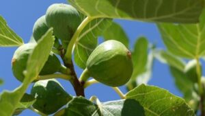 Lo sapevate che le foglie dell’albero di fico fanno molto bene al corpo: scopriamo come farne un delizioso tè