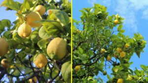 Albero di limoni: attenzione, ecco cosa non dovete mai fare