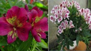 Alstroemeria: come coltivare e curare questa pianta con fantastici fiori simili al giglio