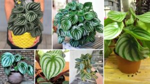 Anguria Peperomia: guida completa per coltivarla e mantenerla folta e rigogliosa