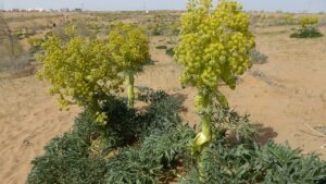 Assa foetida: come prendersi cura dell’assafetida e come usare questa spezia