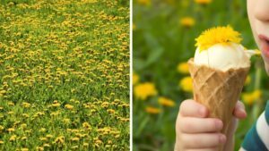 Gelato al tarassaco fatto in casa, una delizia tutta primaverile che rispetta la natura