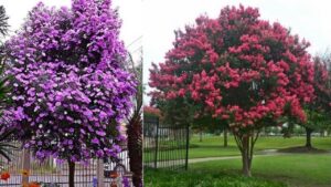 10 bellissimi alberi da piantare nel tuo vialetto per avere tantissimi fiori