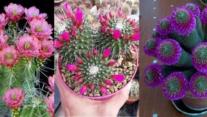 Cosa fare per aiutare i tuoi cactus a fiorire: il trucco che pochi conoscono