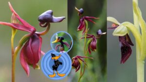 Caleana major: trucchi e consigli per coltivare l’orchidea che somiglia all’anatra nera Daffy Duck