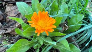 Come prendersi cura della Calendula: i migliori trucchi per coltivare questa pianta con fiori preziosi