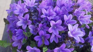 Campanula portenschlagiana: trucchi e consigli per coltivarla sul terrazzo e avere tanti fiori