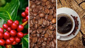 Caffè arabica: tutto quello che non sai sulla pianta del caffè