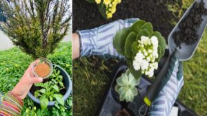 Come fare il compost fatto in casa con zenzero e cannella per far fiorire le tue piante