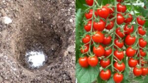 Metti queste 12 cose insolite nella tua buca scavata per piantare i pomodori per ottenere il miglior raccolto di sempre