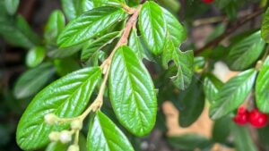 Cotonastro, di grande effetto nel giardino ma attenzione: il frutto non è commestibile e può essere tossico