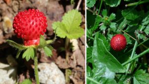 La falsa fragola o fragola matta: cos’è e perché non dovreste raccoglierla e mangiarla