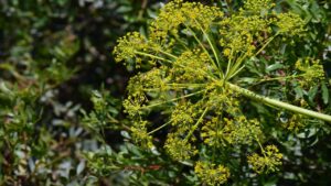 Attenzione a non confondere il finocchio selvatico con la velenosa Ferula communis