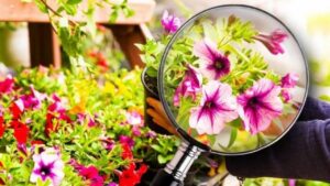 Cosa controllare prima di acquistare fiori: il segno rivelatore che presto potrebbero appassire