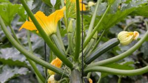 C’è un orario in cui non bisognerebbe mai raccogliere i fiori di zucca: vediamo il motivo