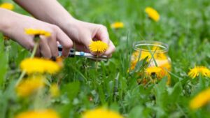 La ricetta per realizzare una gelatina di fiori di tarassaco “homemade”