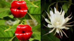 I 10 fiori più rari del mondo: alcuni hanno una forma davvero inusuale