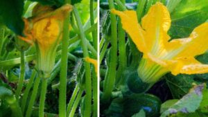 Presta attenzione a quali fiori di zucca porti in tavola: non tutti sono commestibili