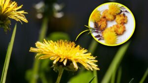 Frittelle con fiori di tarassaco: ecco una golosa ricetta assolutamente da provare