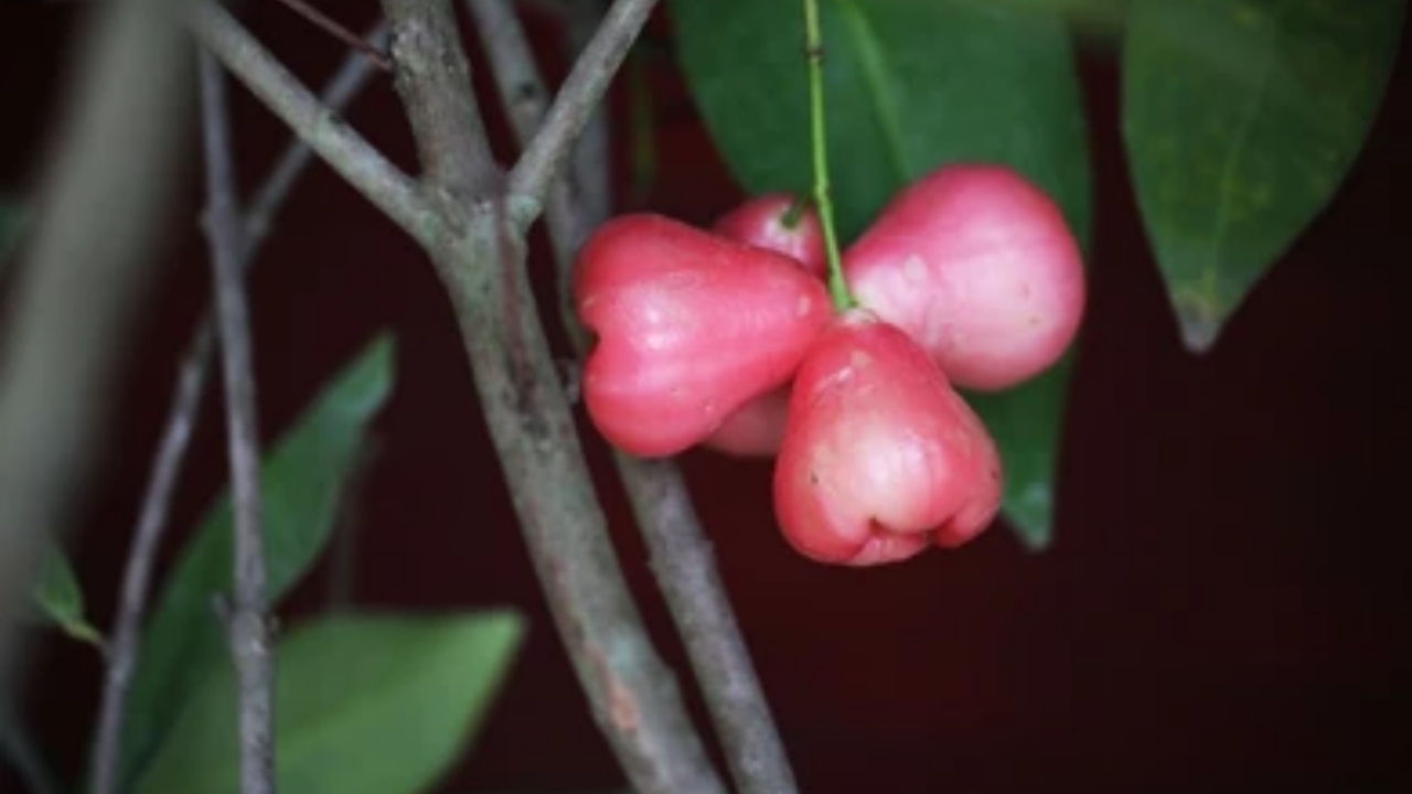 frutto jambo rosa