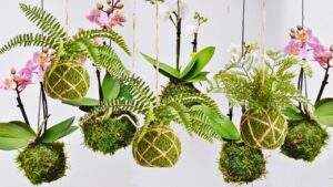 Kokedama: l’alternativa giapponese originale ed elegante alle piante in vaso