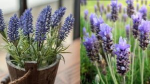 7 ottimi consigli per far fiorire abbondantemente la tua lavanda