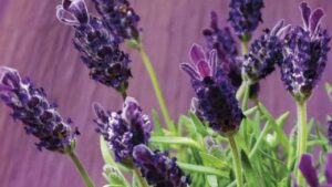 Come prendersi cura della lavanda: caratteristiche, irrigazione e cura