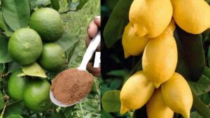 Come concimare un limone per farlo fiorire e regalare frutti in abbondanza