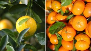 Non esistono arance o limoni naturali (e noi ti spieghiamo perché)