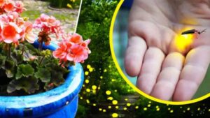 Come avere tante lucciole nel giardino: il trucco dei giardinieri per attrarre questi magnifici insetti