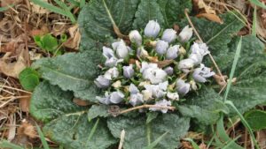 Attenzione! Se raccogli erbe spontanee non scambiare la mandragora per gli spinaci