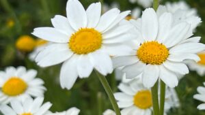 Tutti pensano che sia un fiore ma la margherita nasconde un segreto. Ecco cosa devi sapere sul tanto amato simbolo della primavera