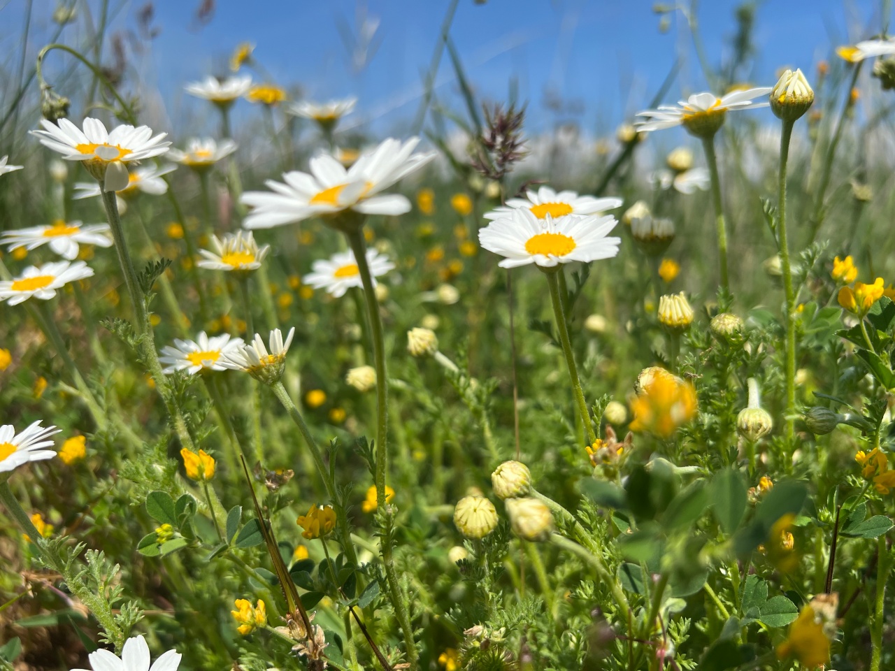 Bellis perennis