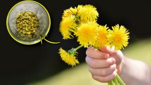 Come conservare al meglio i fiori del tarassaco o “capperi del nord”